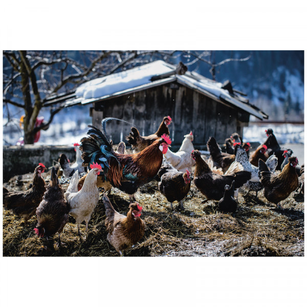 Postkarte Tiroler Edles "Alpen Harem" - Hennen und Hahn